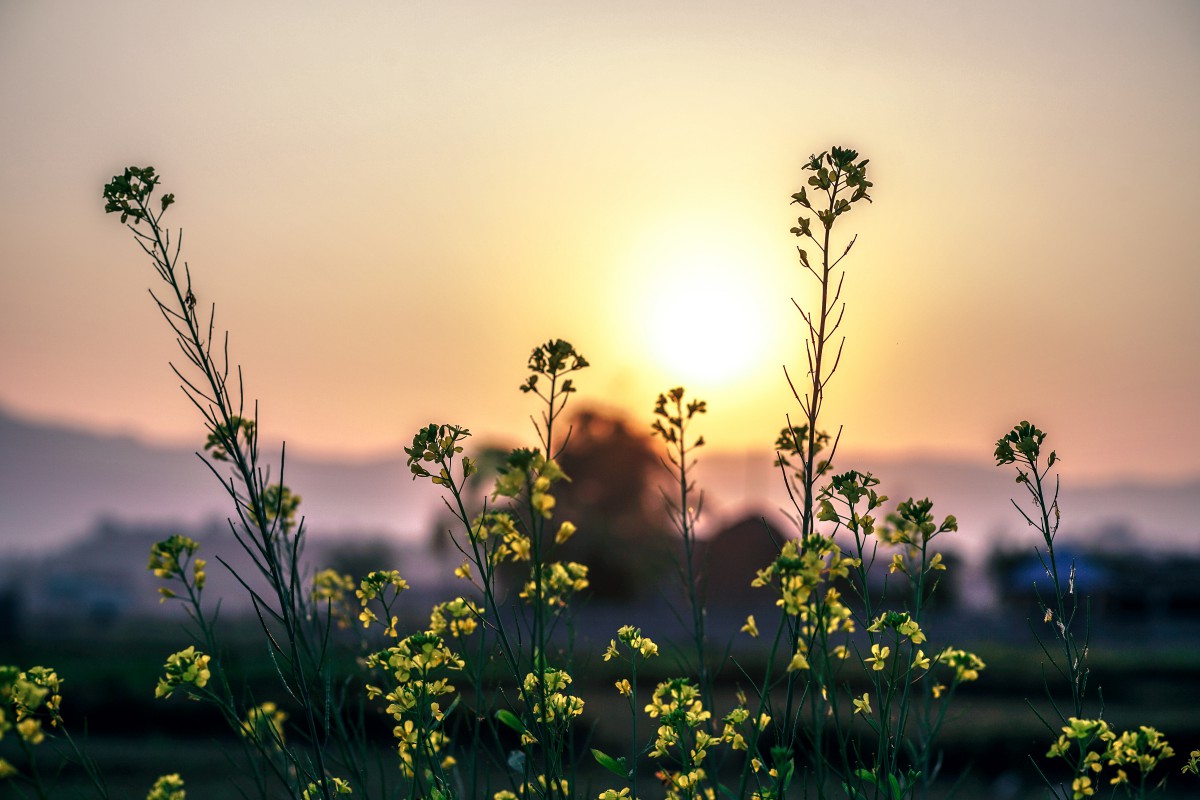 Beautiful yellow flower in a close shot and sunrise views in country side.