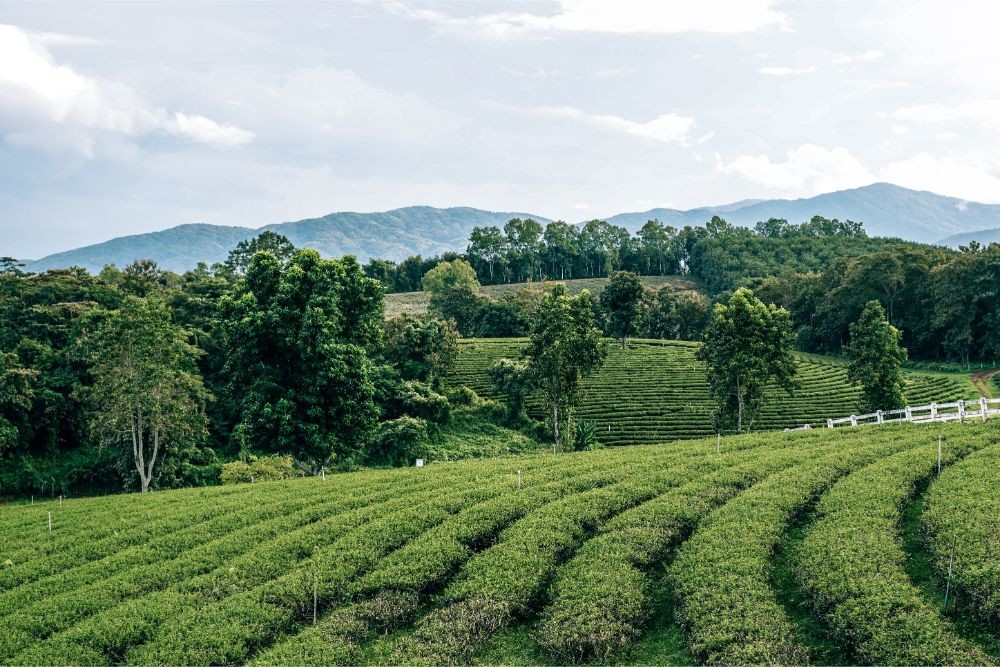 Beautiful Green Tea Plantation
