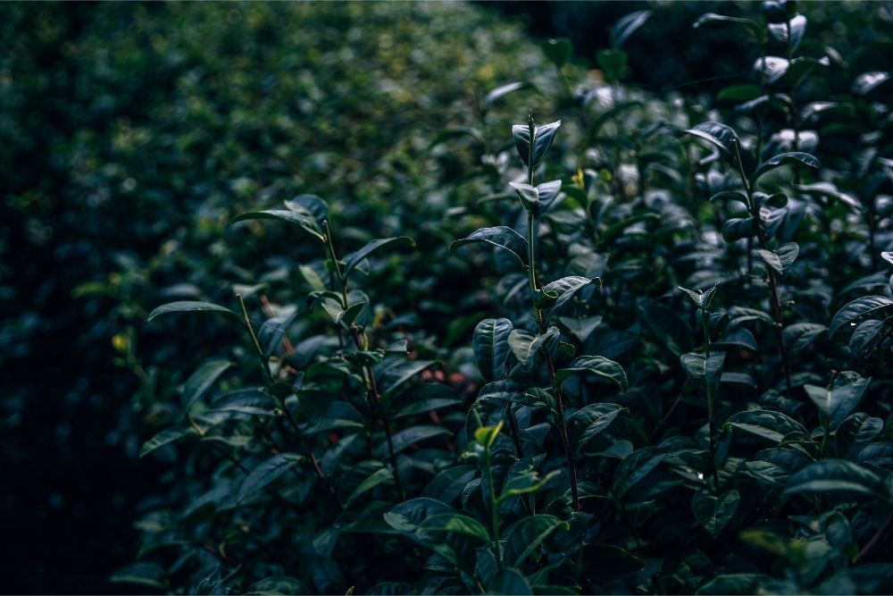 Close up Shot of Tea Leaves