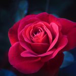 Vibrant Rose