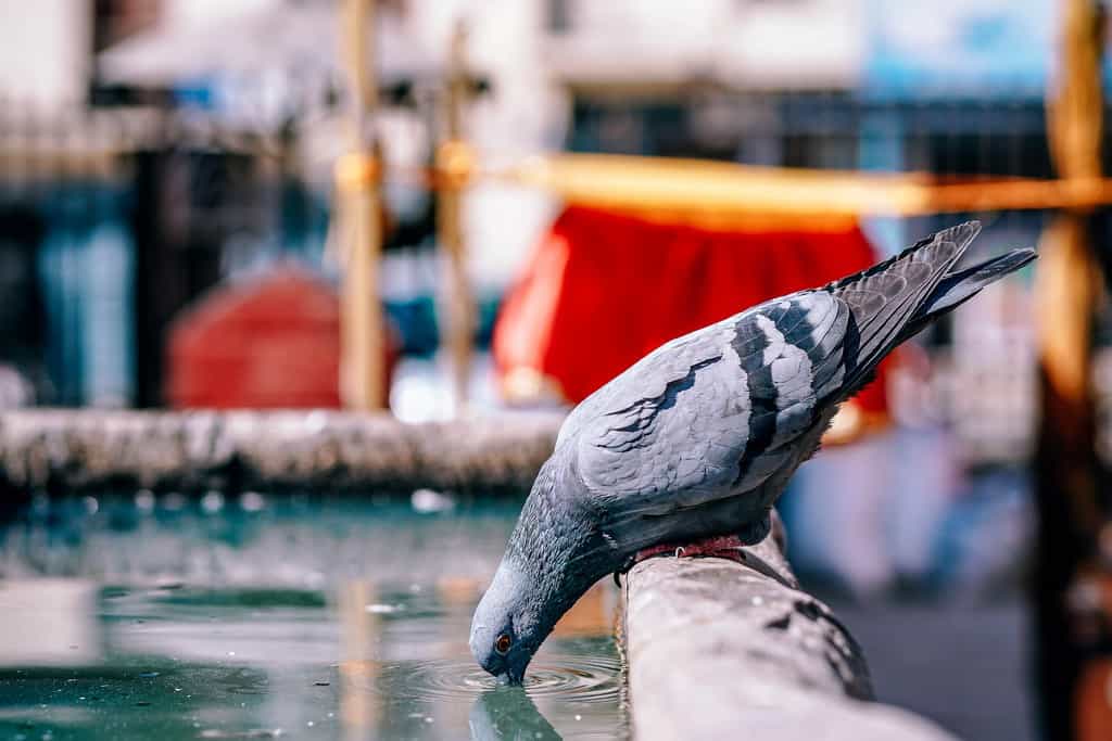 Thirsty Pigeon