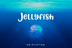 Jellyfish Photo pack