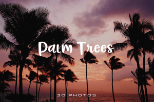 Palm Trees Photo Pack