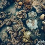 Exposed Corals