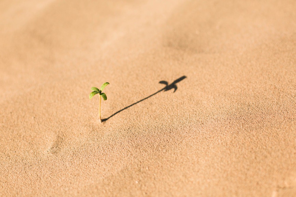 Small plant growing all by itself in a desert