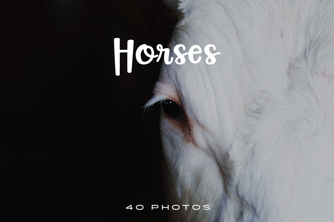 Beautiful Horse Photo Pack