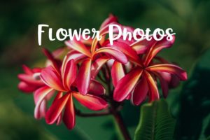 pictures of flowers