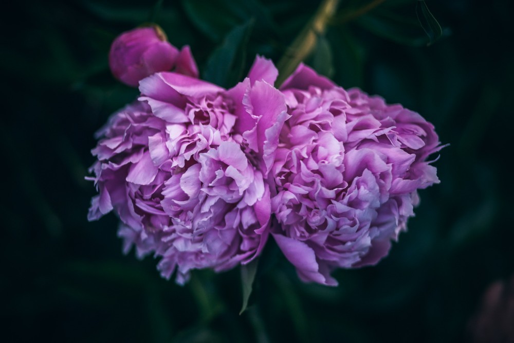 Pretty Pink Gilliflower in the Garden with Dark Green Leaves in the background