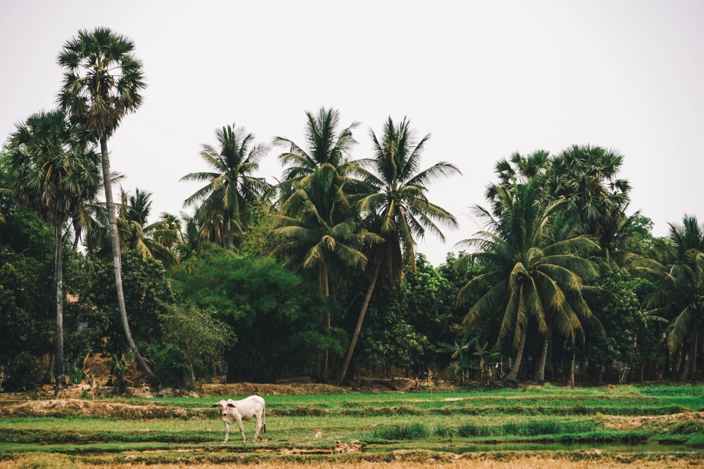 Beautiful Cambodian Country Side with a White Cow walking on the Field