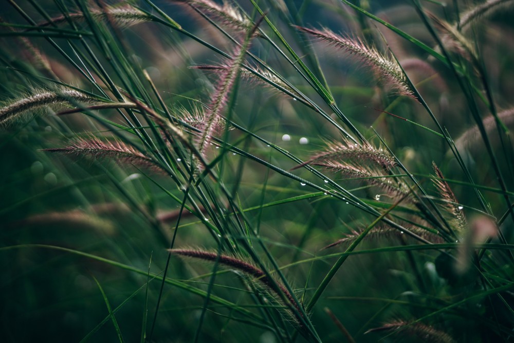 Wet grass and plants photographed from up close
