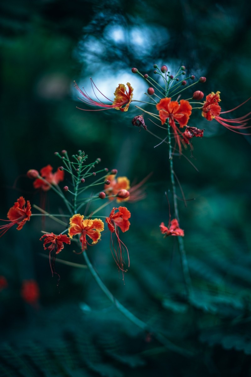 Beautiful Red Flowers at the Butterfly Garden in Kep National Park