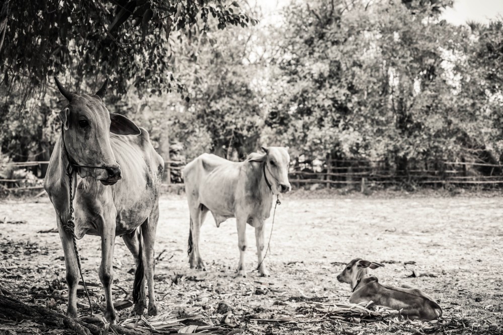 Black and White Photography of Cows on a Cambodian Farm
