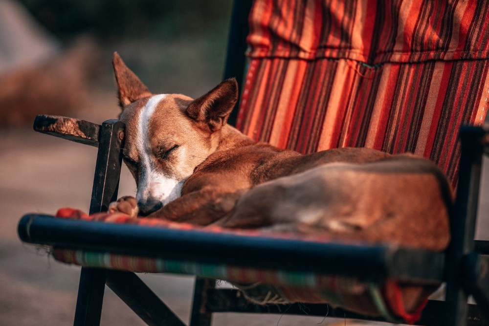 Brown Dog Peacefully Sleeping on a Chair Outdoors