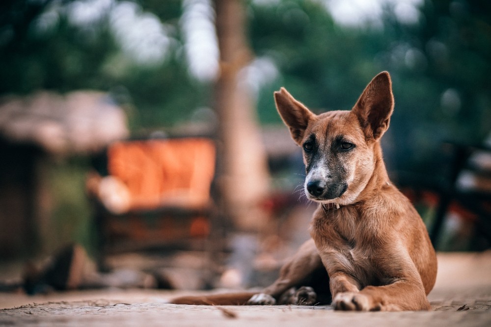 Brown Dog with his Ears up Laying Down and Looking towards the Camera