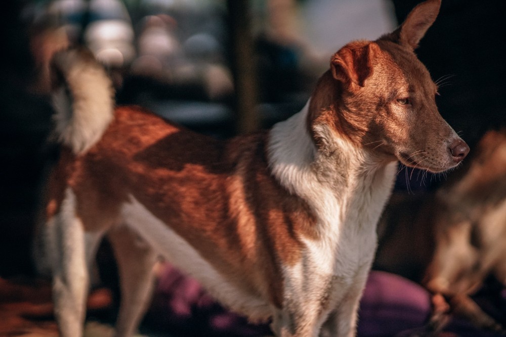 Brown and White Dog Looking at Something with his Tail Curled Up