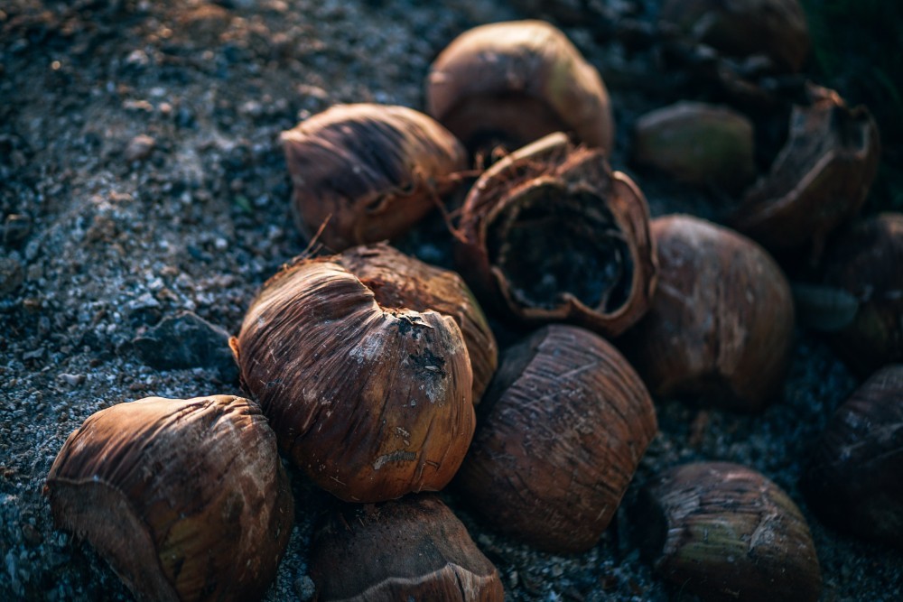 coconut seed