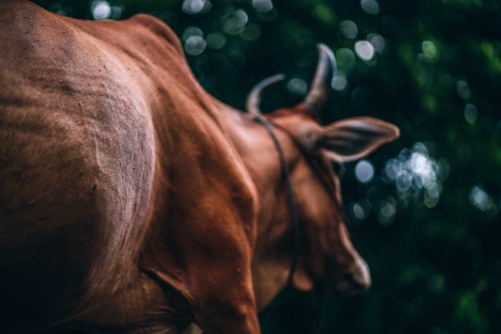 Close-up Shot of a Brown Cow