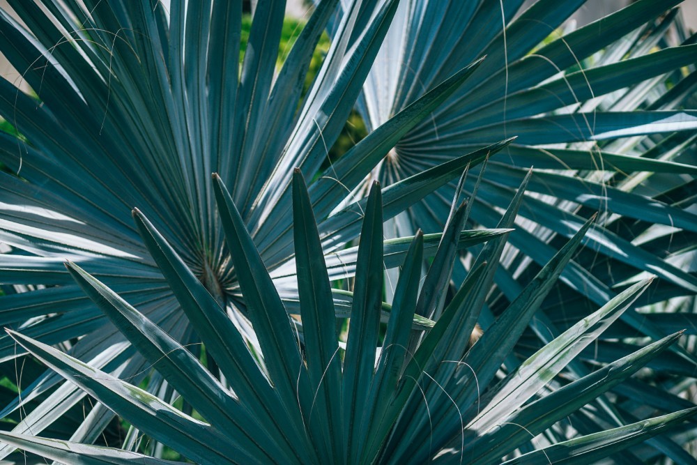Close-up view of Bismarack Palm Tree Leaves