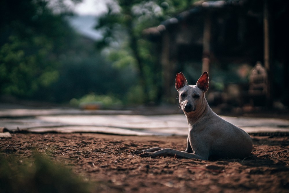 Hairless Dog Laying on the Ground and Enjoying the Sun