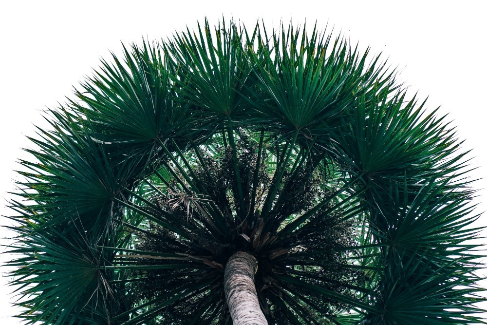 Lush Palm Tree Photographed from Below