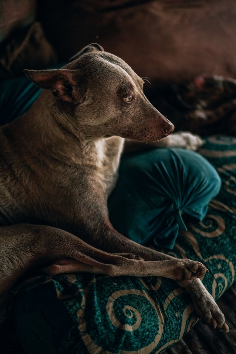 Sad Dog Lying in Bed with his Ears Back and Feet Forward