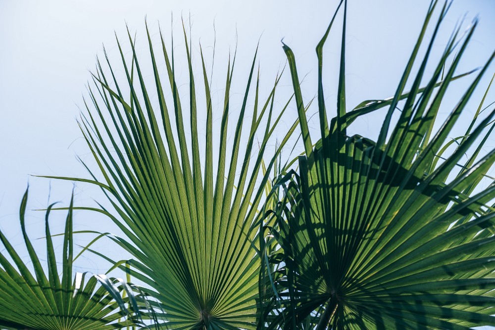 Stunning Green Leaves with different Shades and the Sky in the Background