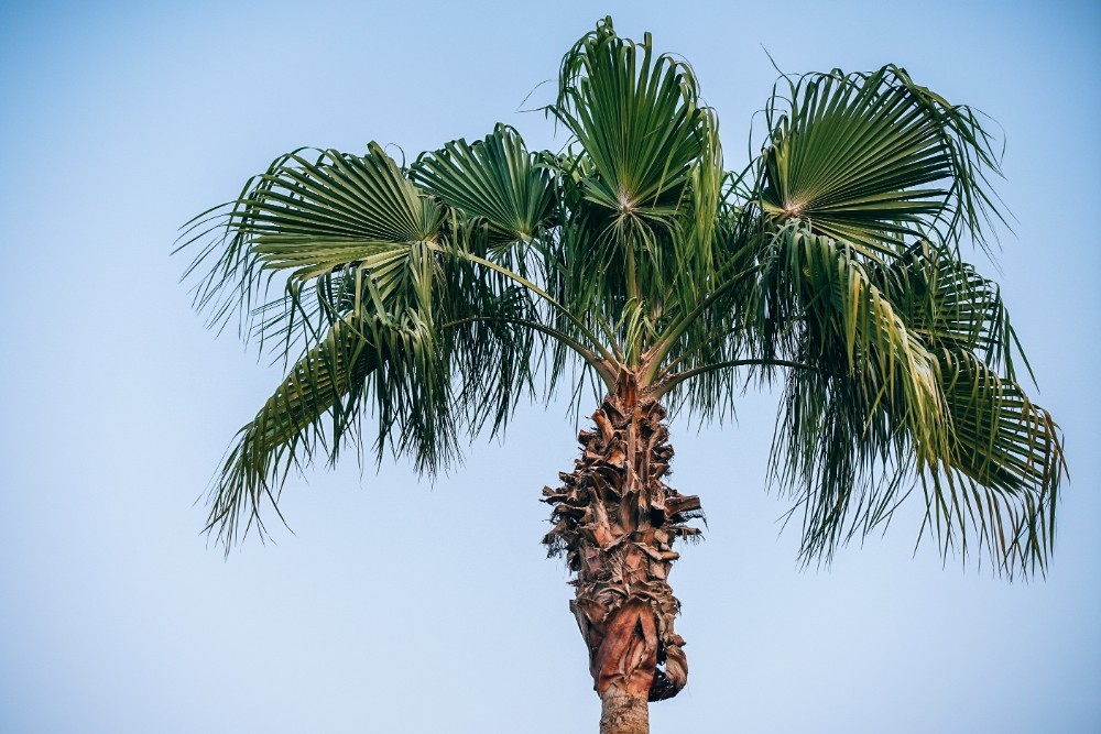 Tall Palm Tree Photographed from Below with Clear Blue Sky in the Background