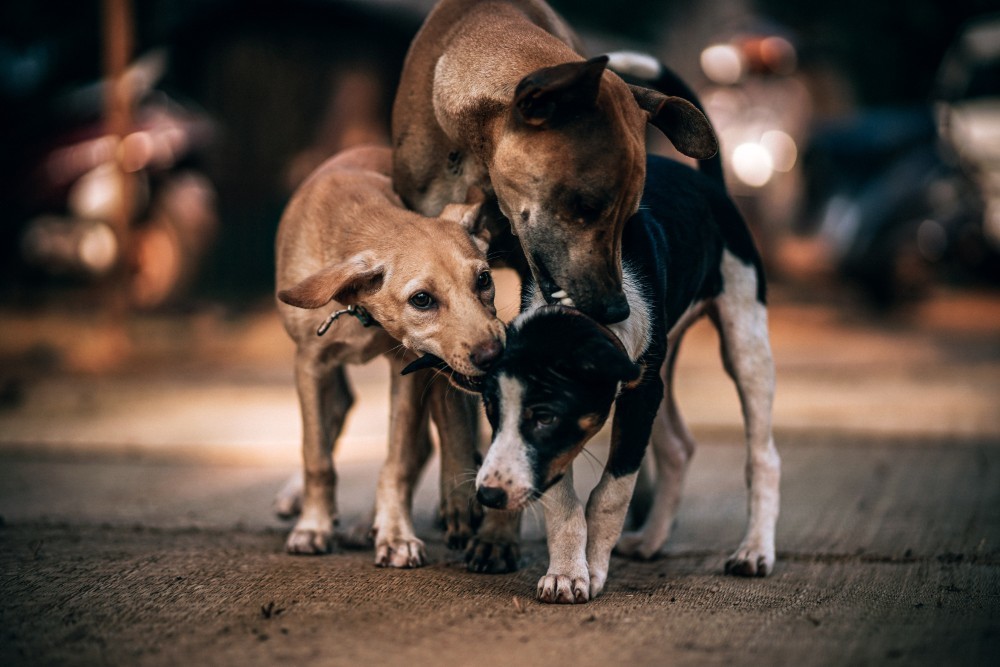 Three Dogs Playing With Each Other