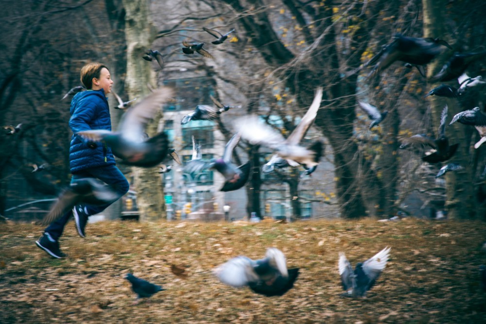 Awesome Shot of a Kid Chasing Pigeons in the Park