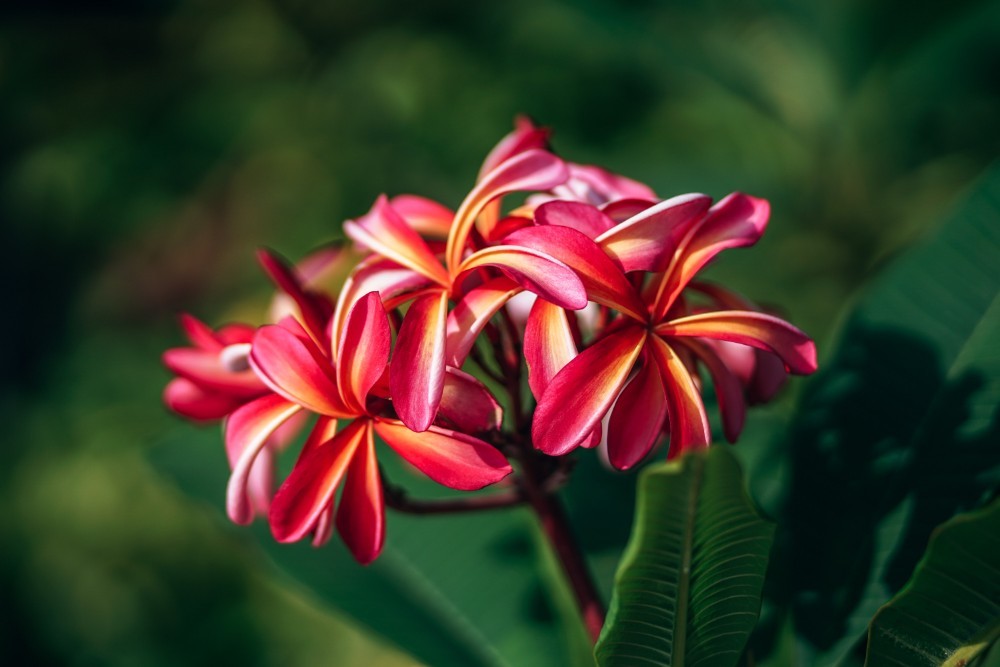 Beautiful Tri-color Frangipani Flowers