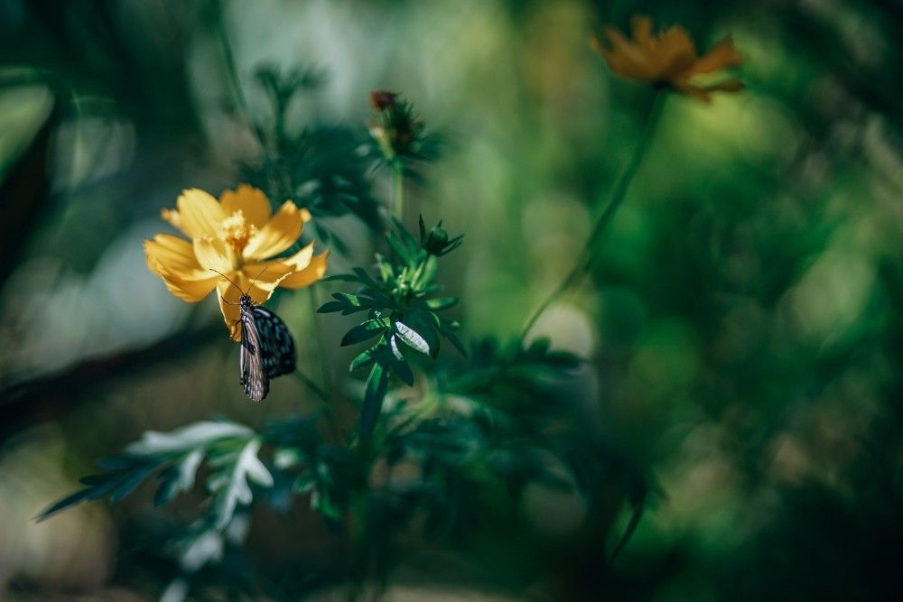 Brown Butterfly Sitting on a Yellow Flower