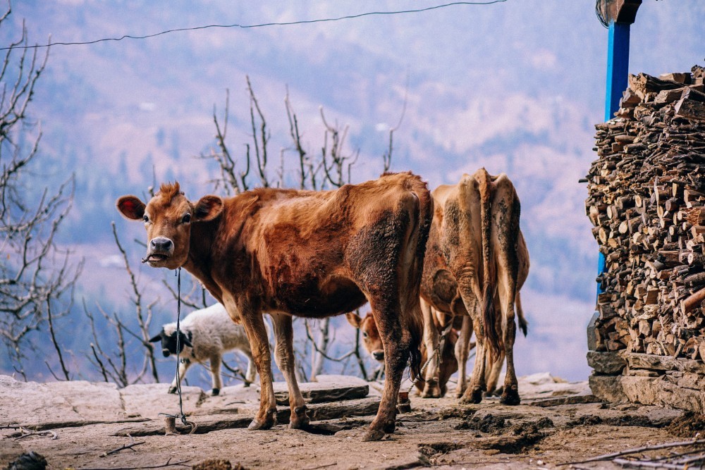A group of cows and one small sheep tied next to a house in Manali, India