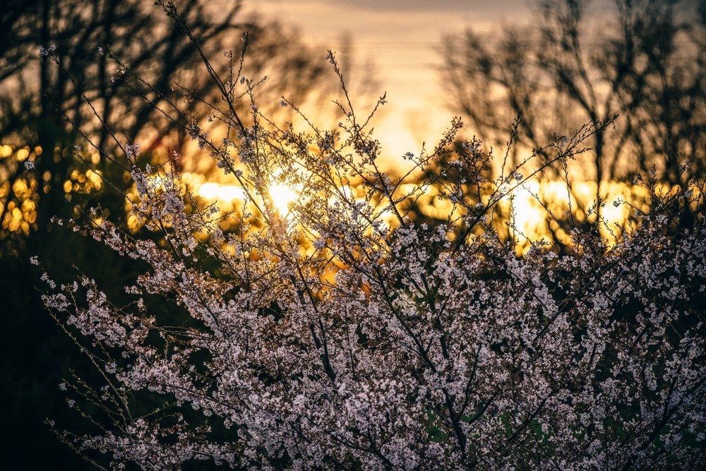 Cherry Blossoms during a Golden Sunrise