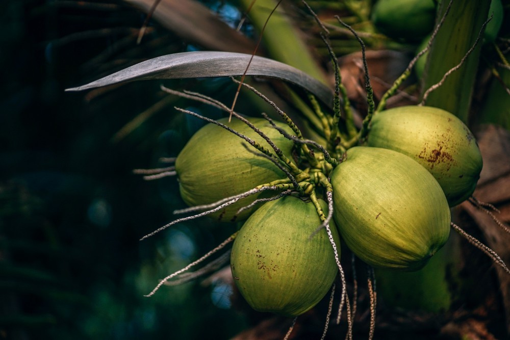 Close-up Shot of Green Coconuts during a Tropical Evening