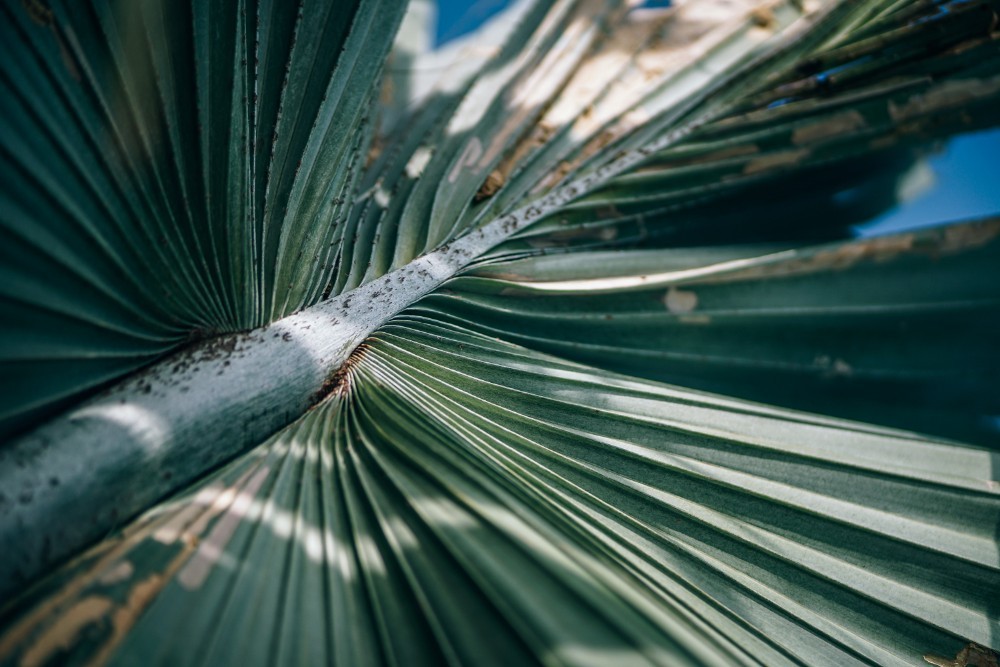 Close-up Shot of a Green Palm Tree Branch at a Beach in Thailand