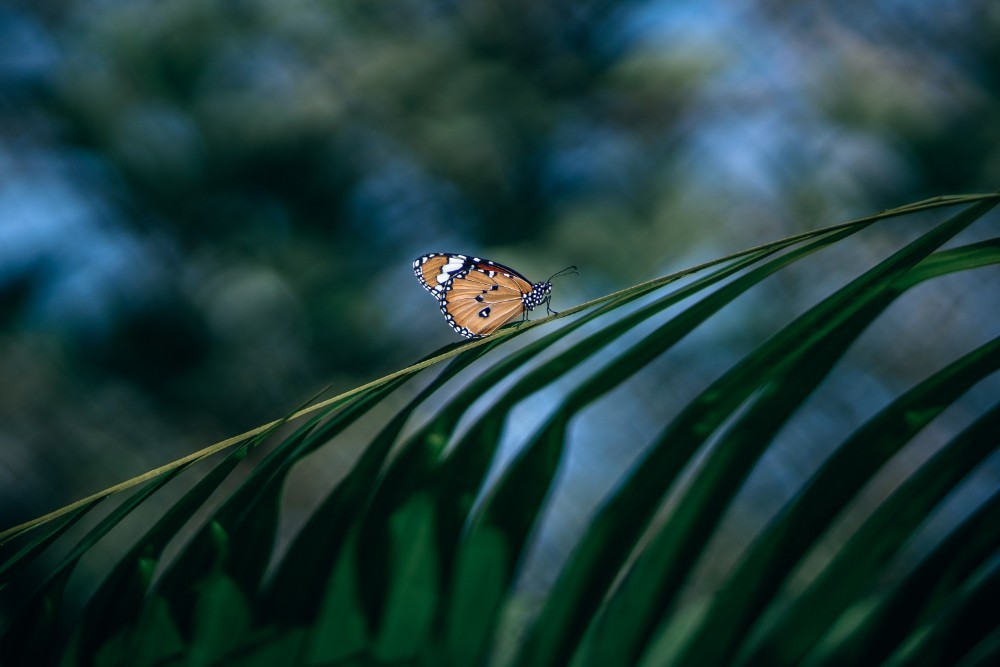 Orange and Yellow Butterfly on a Tree Branch