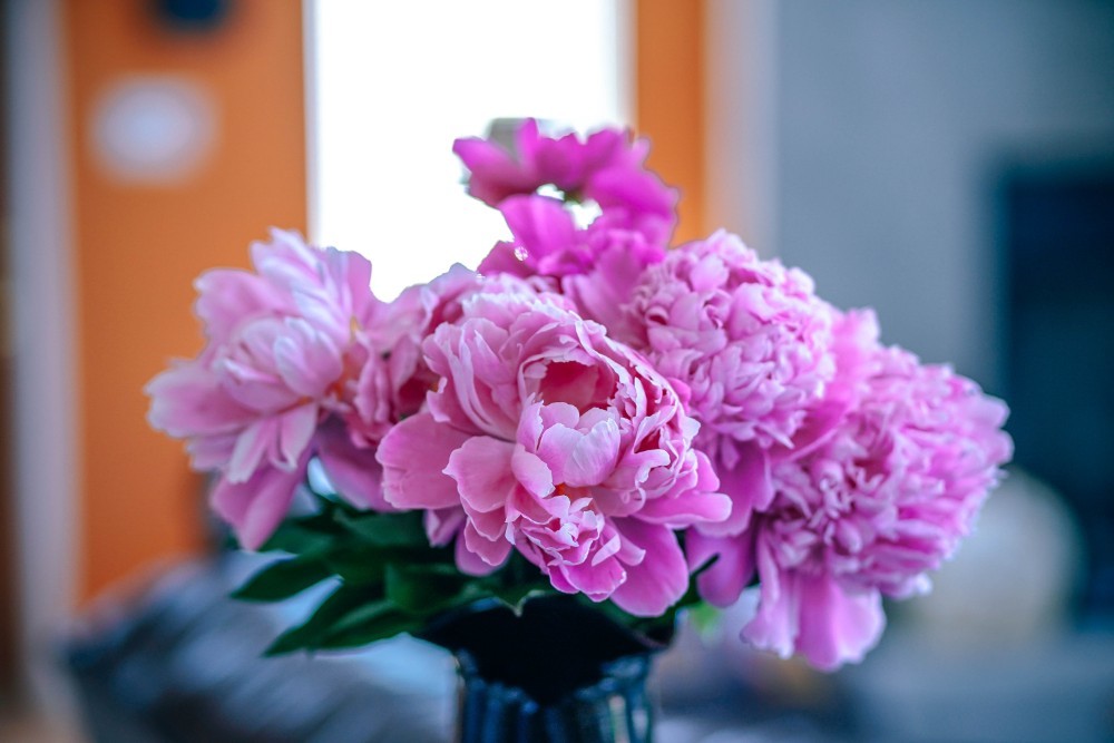 32 Free Stock Pictures Of Flowers Fancycrave
