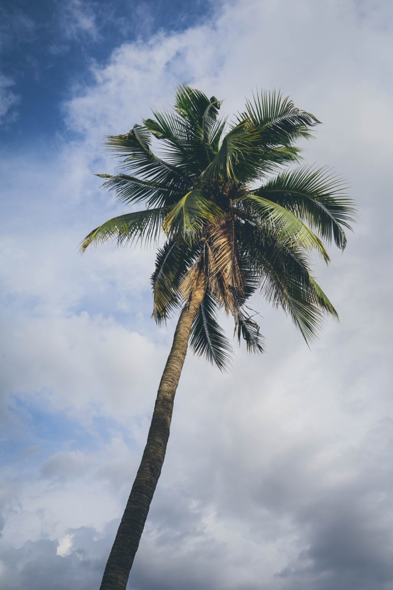  coconut tree