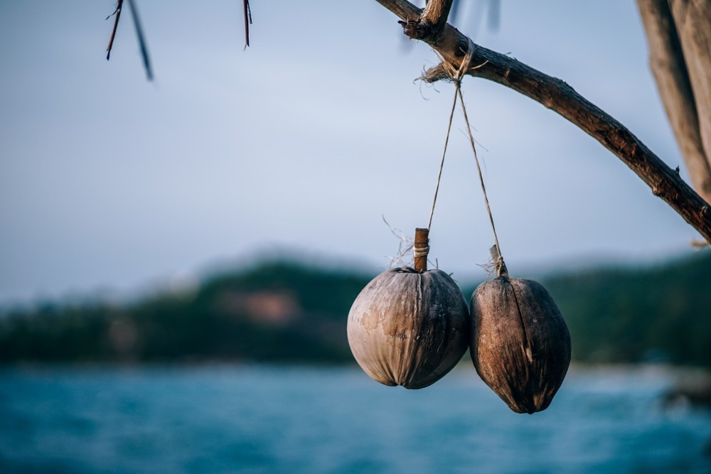 picture of coconut husk