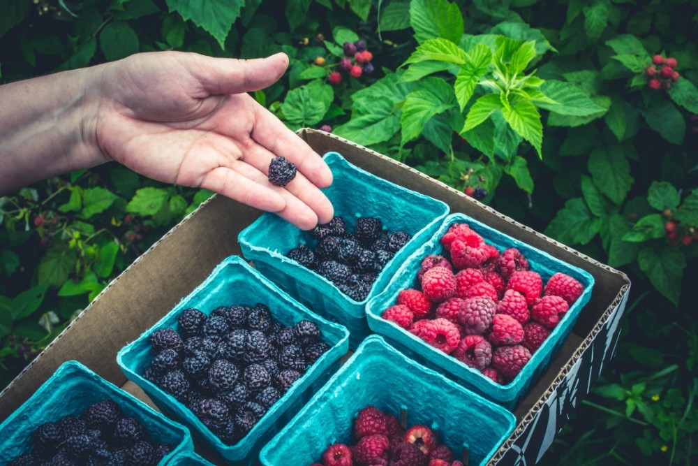 Woman’s Hand Picking Blackberries and Raspberries