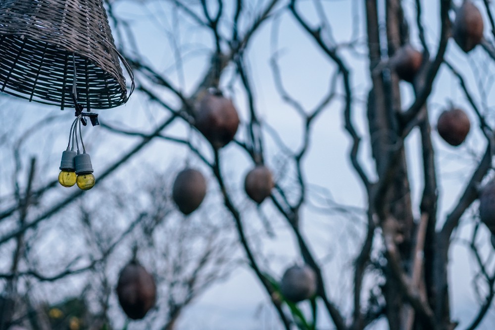 pictures of coconuts on trees