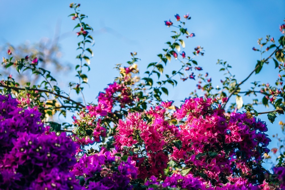 Beautiful Pink Flowers in the Sunlight