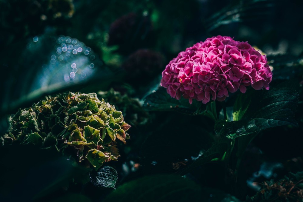 Close-up Shot of Beautiful Pink and Green Flowers