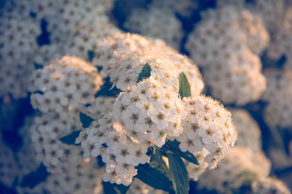 Close-up Shot of Magnificent White Flowers