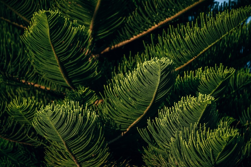 Close up Shot of Pine Tree Needles