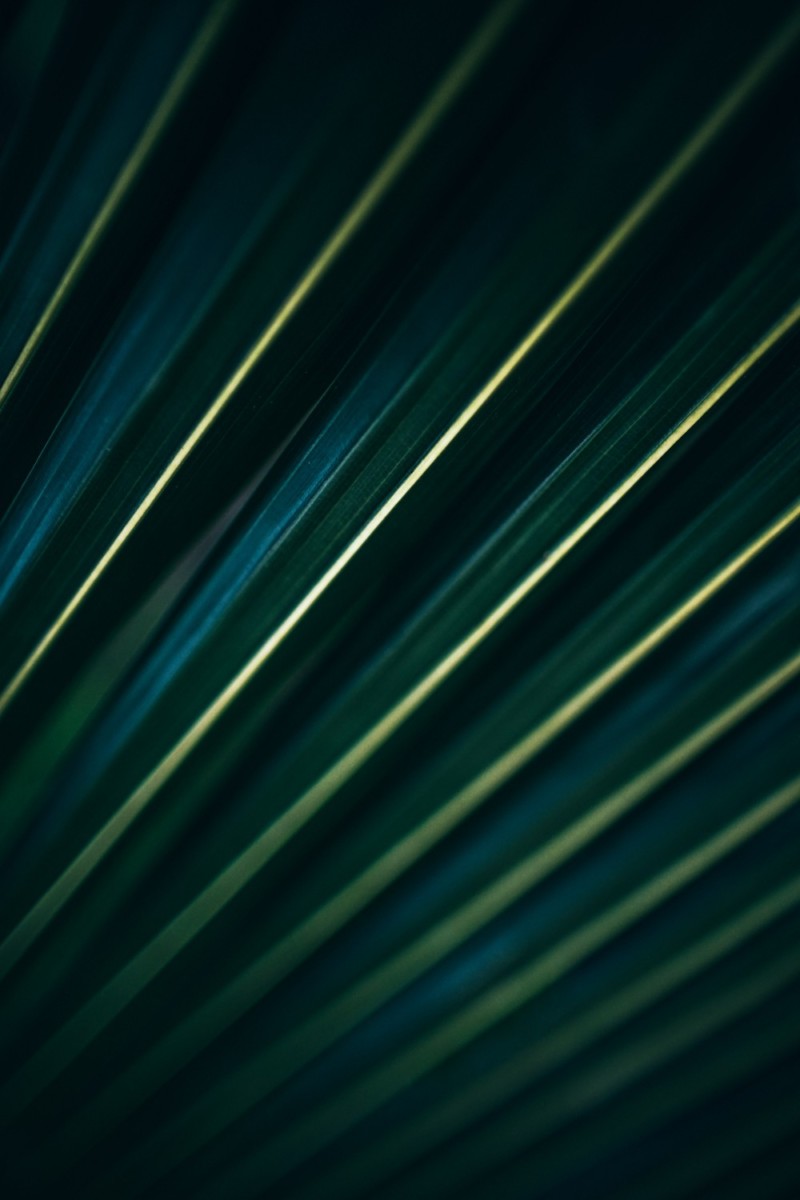Close-up Shot of a Dark Green Tropical Leaf
