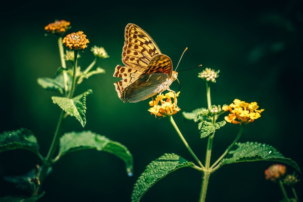 Close-up Shot of an Amazing Golden Butterfly