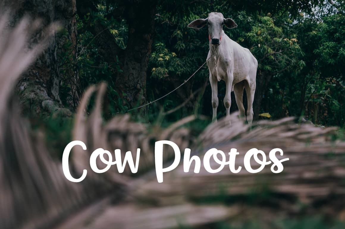 Free Cow Photos