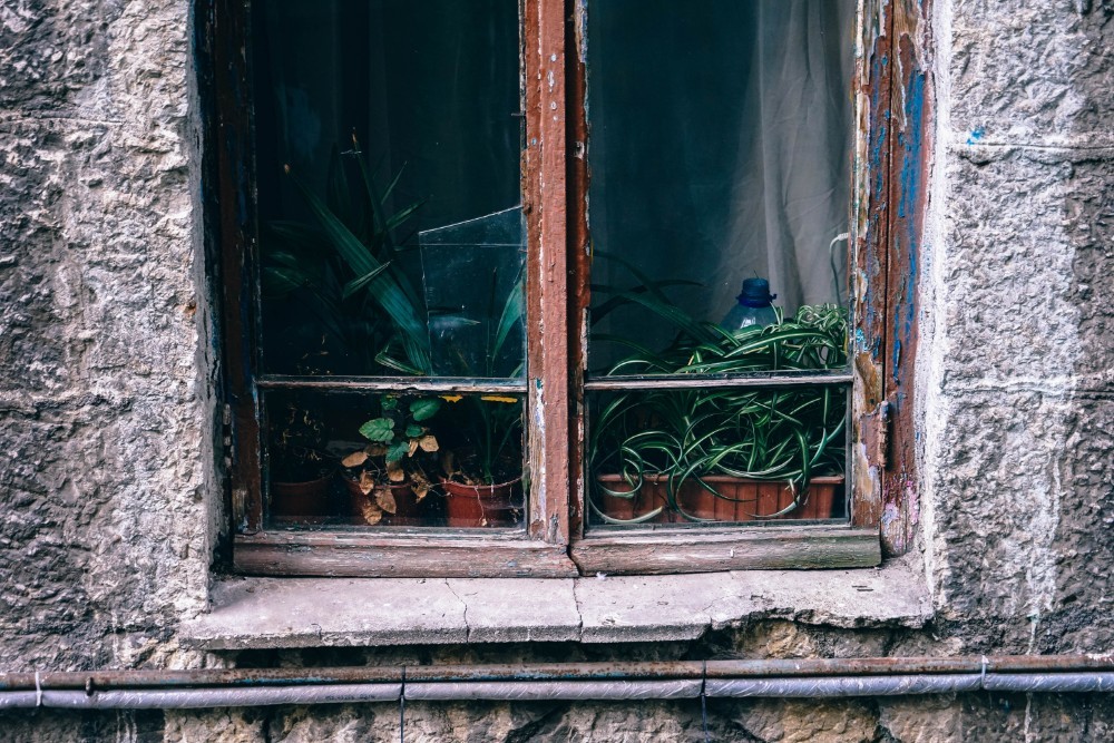 Old Wooden Window with Plants on the inside