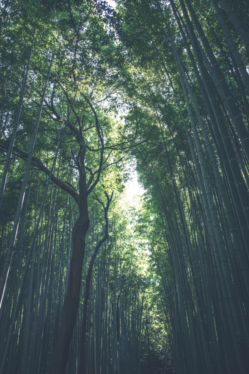 Stunning Bamboo Forest in Kyoto, Japan